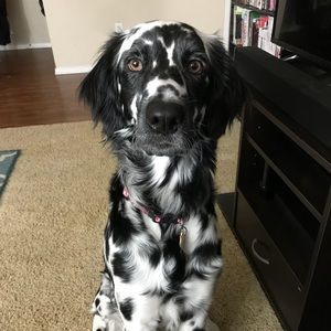 Meet your Posher, Desiree